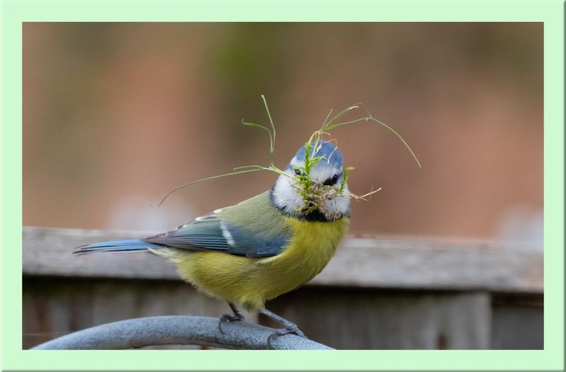 Blaumeise mit Nistmaterial